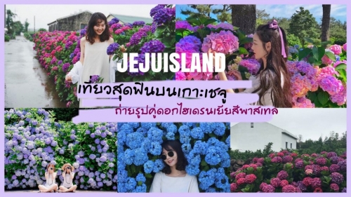 ทัวร์เกาหลี - เที่ยวสุดฟินบนเกาะเชจู ถ่ายรูปคู่ดอกไฮเดรนเยียสีพาสเทล